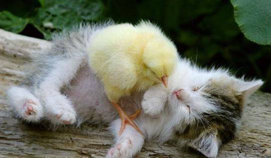Kitten and Chick