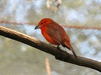 Beautiful Red Bird